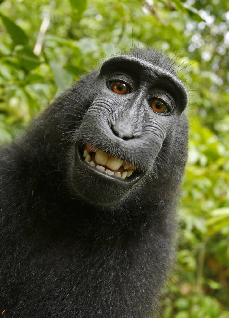 selfie macaco